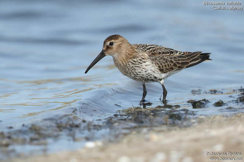 Bécasseau variableadulte transition, identification