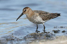 Dunlin