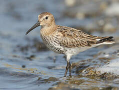 Dunlin