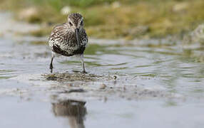 Dunlin