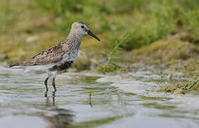 Dunlin