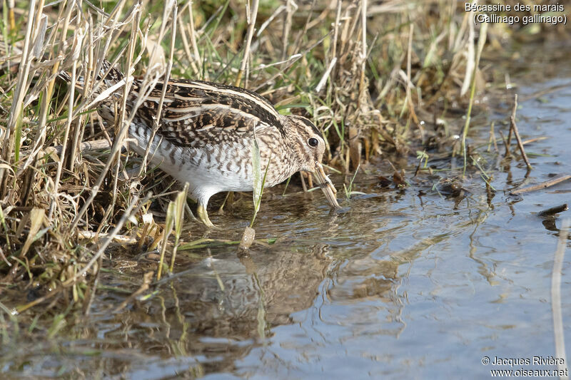 Bécassine des maraisadulte, identification, mange