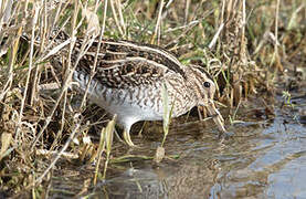 Common Snipe