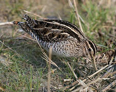 Common Snipe