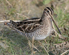 Common Snipe