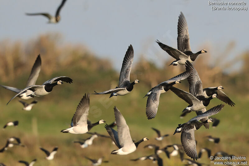 Barnacle Gooseadult, Flight