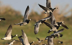 Barnacle Goose