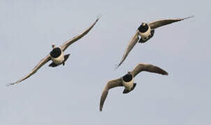 Barnacle Goose