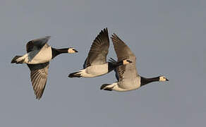 Barnacle Goose