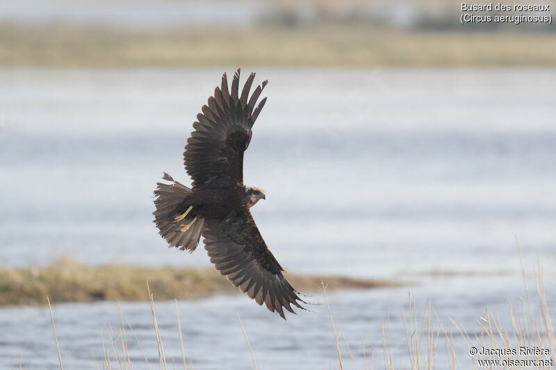 Western Marsh Harrier female adult, Flight