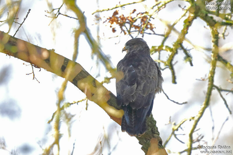 Buse variableadulte, identification