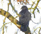 Buse variable