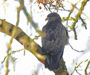 Buse variable