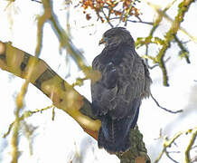 Common Buzzard