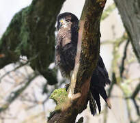 Common Buzzard