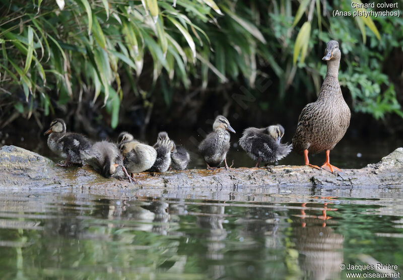 Mallard, identification