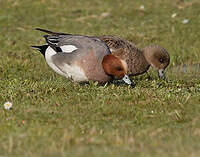 Canard siffleur