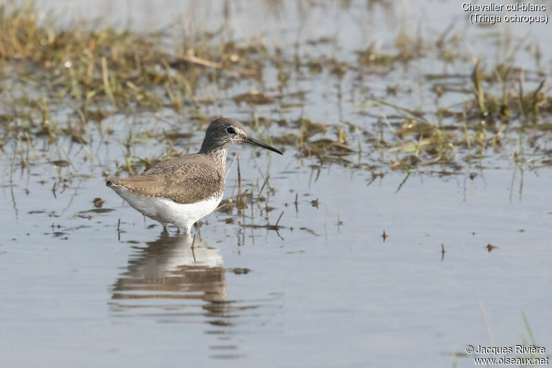 Chevalier cul-blancadulte, identification