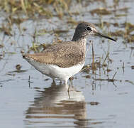 Green Sandpiper