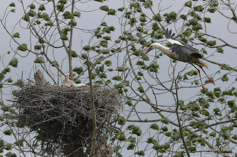 White Storkadult, Reproduction-nesting