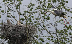 Cigogne blanche