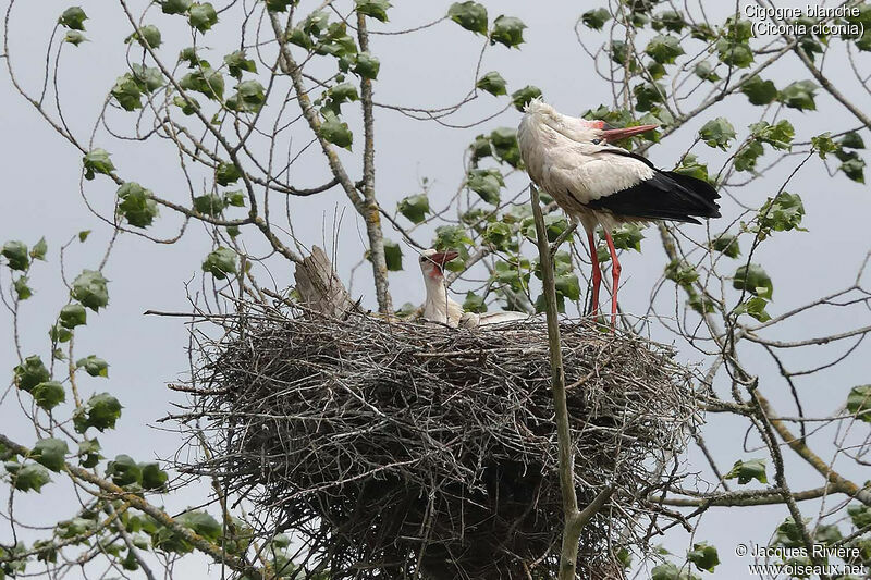 White Stork