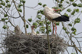 White Stork