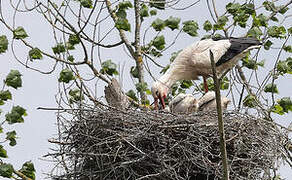 Cigogne blanche