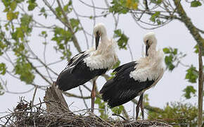 White Stork