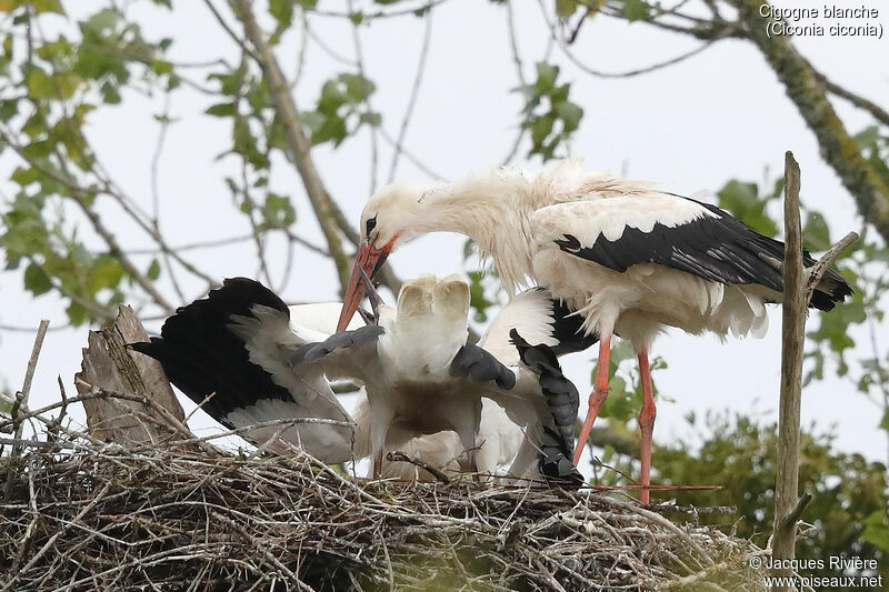 White Stork, identification, eats, Reproduction-nesting