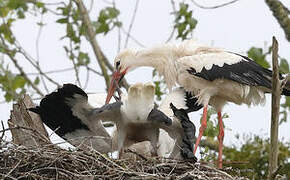 White Stork