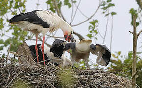 Cigogne blanche