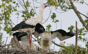 White Stork