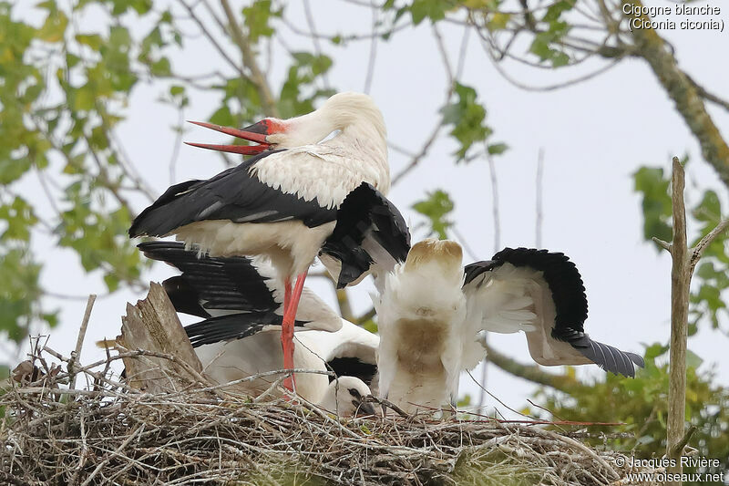 White Stork, identification, eats, Reproduction-nesting, song