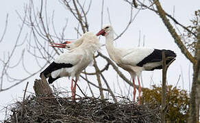 Cigogne blanche