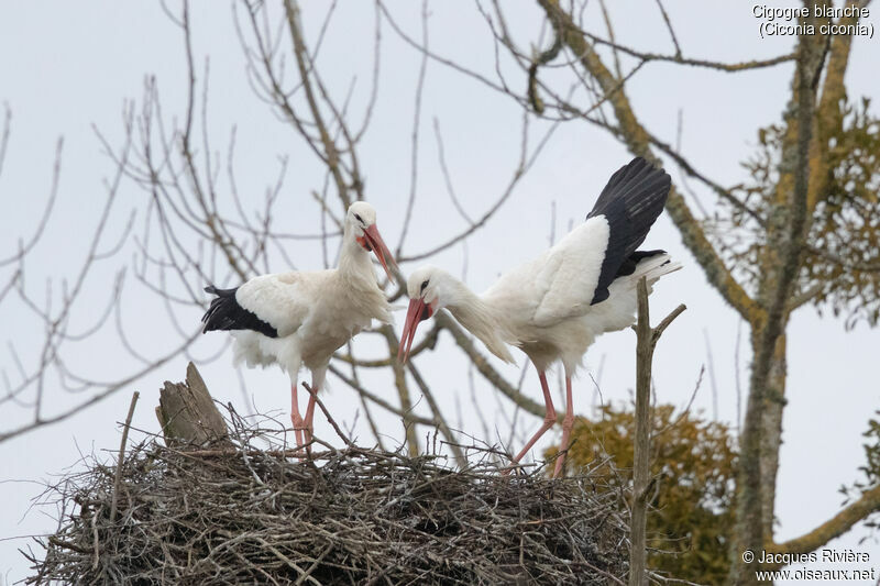 Cigogne blancheadulte nuptial, parade, Nidification