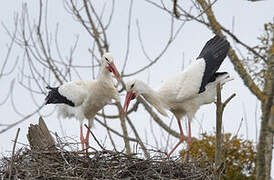 Cigogne blanche