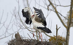 Cigogne blanche