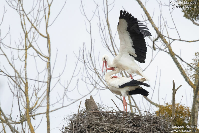 Cigogne blancheadulte nuptial, accouplement., Nidification