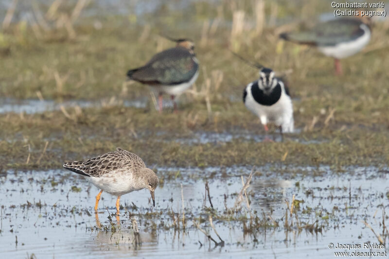 Combattant varié femelle adulte, identification