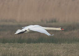 Mute Swan