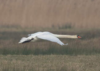 Cygne tuberculé