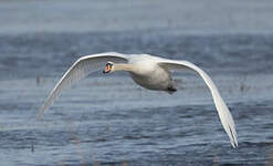 Cygne tuberculé