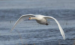 Mute Swan