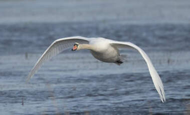 Cygne tuberculé