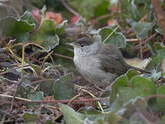 Eurasian Blackcap