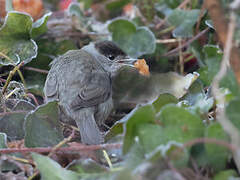 Eurasian Blackcap