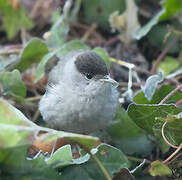 Eurasian Blackcap