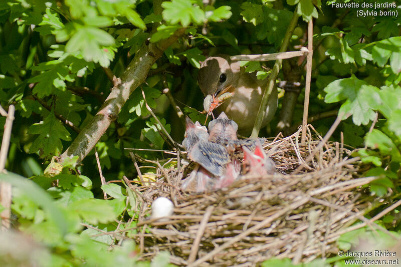 Garden Warbleradult, identification, Reproduction-nesting