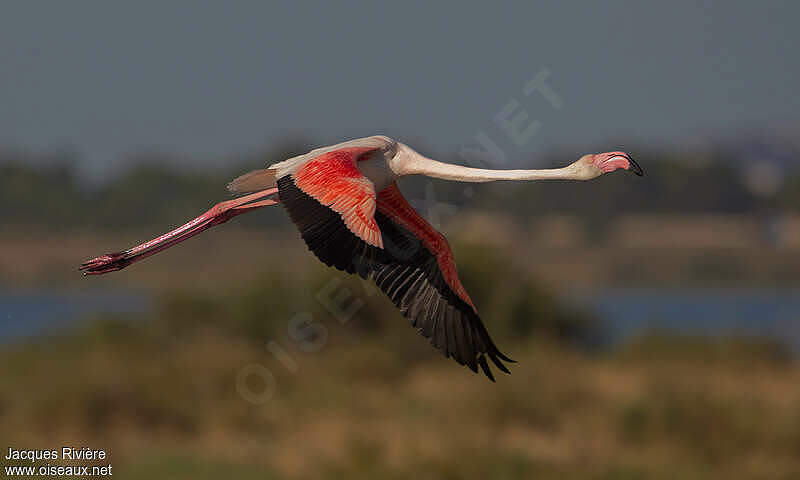 Flamant Rose Adulte Nuptial Jari